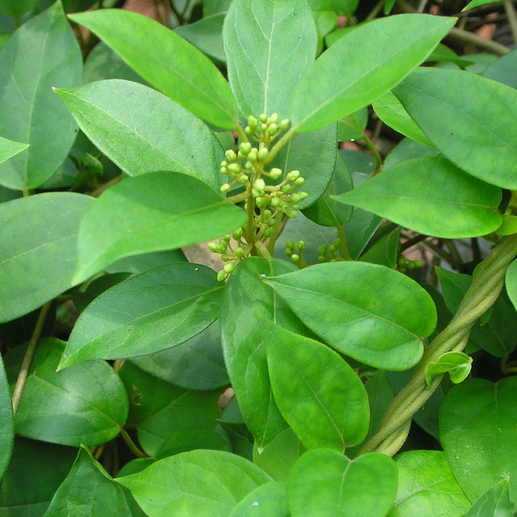 Gymnema Leaf Extract